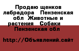 Продаю щенков лабрадора - Пензенская обл. Животные и растения » Собаки   . Пензенская обл.